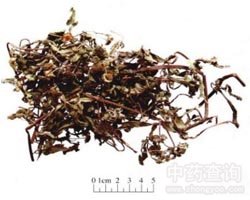 ��ˎī��ɏ�DƬ