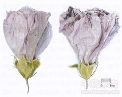 ľ�Ȼ��Ĺ�Ч�c����