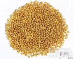 �|޷�ӵĹ�Ч�c����