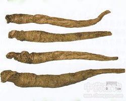 �j�s�Ĺ�Ч�c����