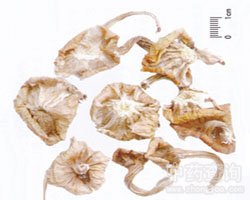 ��ϵٵĹ�Ч�c����