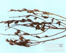 ������ū