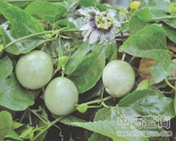 ����ɏ�Ĺ�Ч�c����