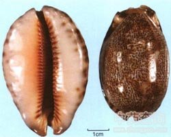 ��ˎ��ؐ�X