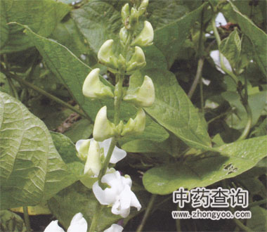 �ױⶹԴֲ��ⶹ