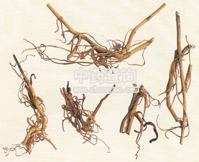 芫花葉白前藥材