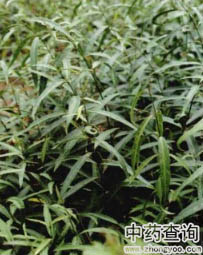 柳葉白前原植物