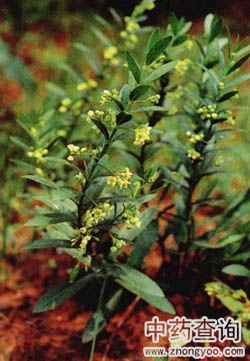 芫花葉白前原植物