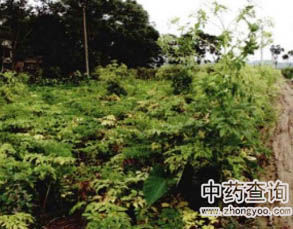 ������ԭֲ��