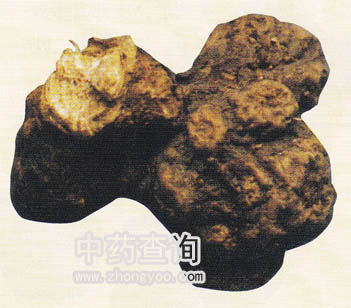 ���n�g�����g����Ʒ��