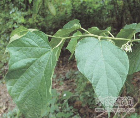 �˽Ǘ�ԭֲ�：(x��)��(ji��)�DƬ