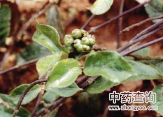 �����Դֲ��