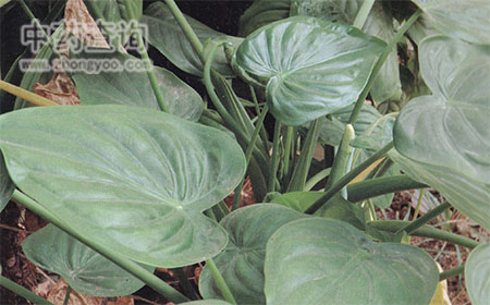 卜芥源植物尖尾芋圖片