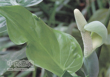 尖尾芋局部圖片