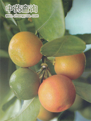 中藥材陳皮的源植物圖片