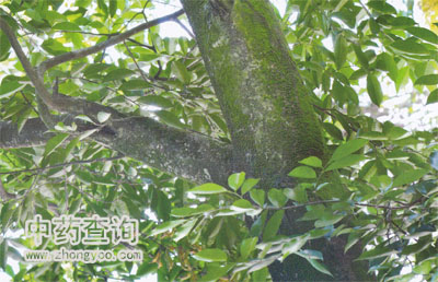 ��ˎ�����Դֲ��