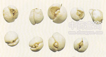 川貝母(青貝)藥材