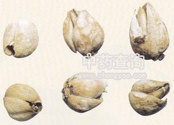 川貝母(爐貝)藥材