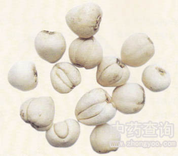 川貝母藥材(藥材市場流通的商品)