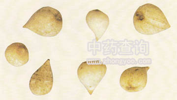 光慈姑(川貝母混淆品)