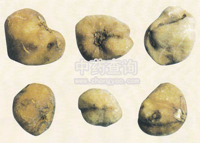 麗江山慈姑(川見母混淆品)