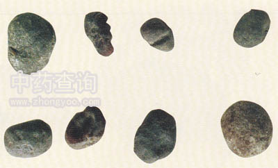 土貝母(川貝母混淆品)