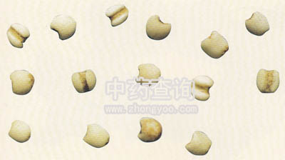 薏苡仁(川貝母混淆品)