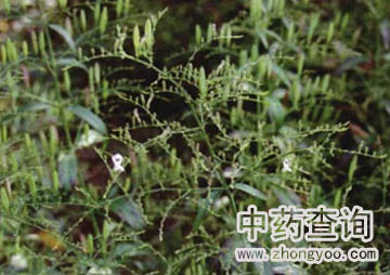 ����ɏԴֲ��DƬ