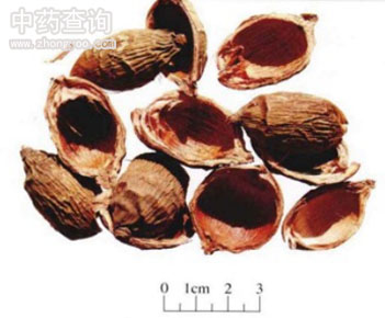 大腹皮外殼藥材