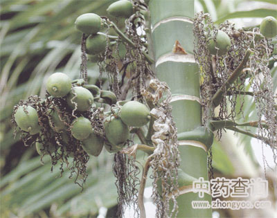 大腹皮源植物檳榔