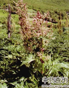 ���~���Sԭֲ��DƬ