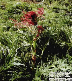 �ƹ��ش��Sԭֲ��