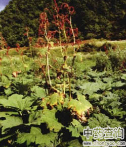 ˎ�ô��Sԭֲ��