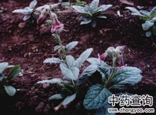 ���Sԭֲ��DƬ