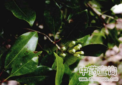 ����Դֲ��