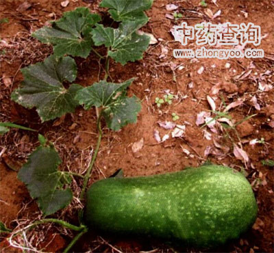 ��ˎ����ƤԴֲ��