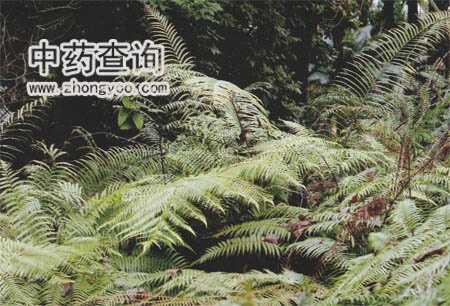 狗脊源植物金毛狗脊