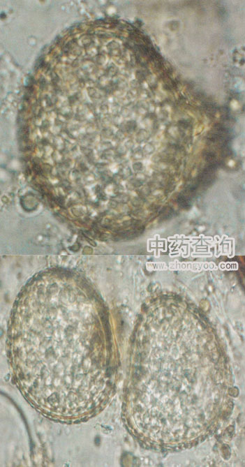 ����ɳ�����@΢����(�Ŵ�D)