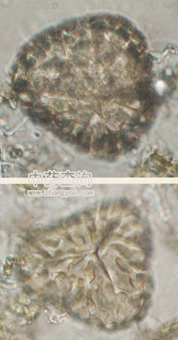 ����ɳ����Ʒ�����@΢�����Ŵ�D