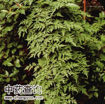 ����ɳԴֲ��