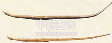 粗吻海龍(海龍混淆品)