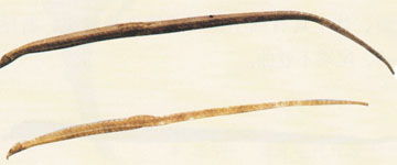 粗吻海龍(海龍混淆品)