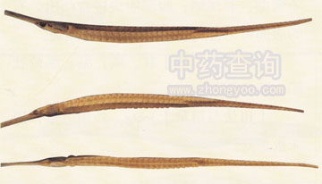 長吻海龍(海龍混淆品)