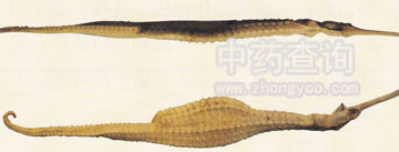 多棘海龍(海龍混淆品)