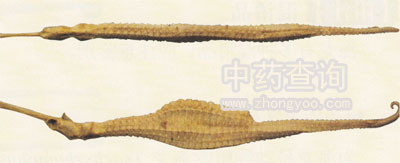 多棘海龍(海龍混淆品)