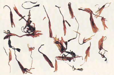 �t��ˎ��(ˮ���ݺ�)