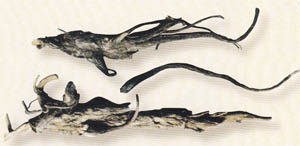 Ұ����ð��t��ˎ��