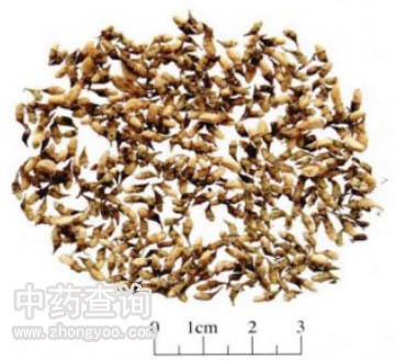 市場流通的槐米藥材