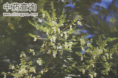 槐花藥材源植物