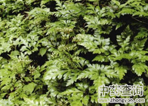 黃連藥材源植物